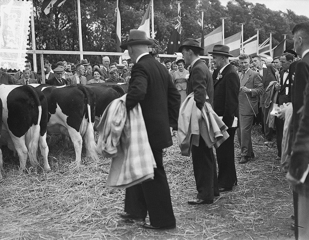  Keuring van vee in Friesland in 1954