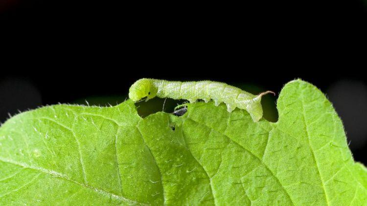 Foto van: Plant Microbe Interactions groep UU