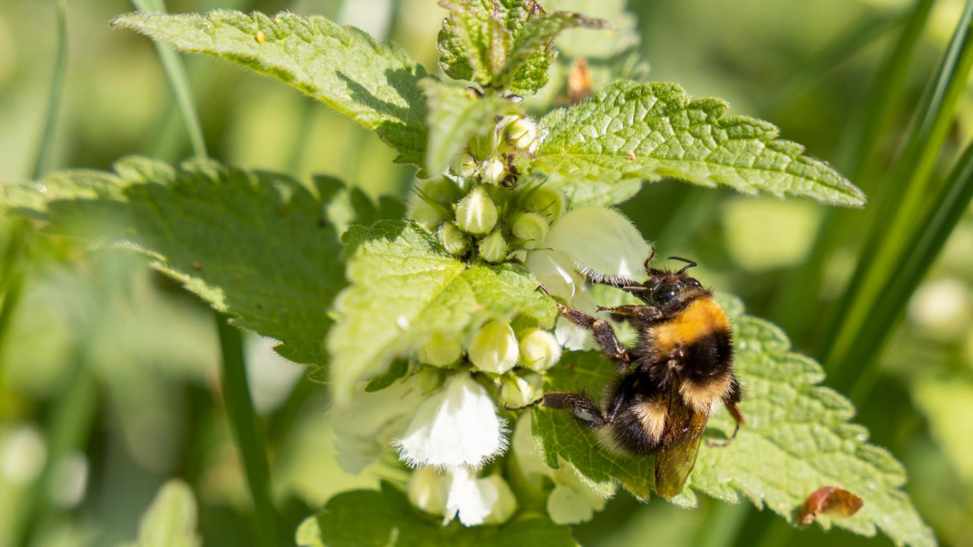 Bij op bloem op USP, foto Dick Boetekees