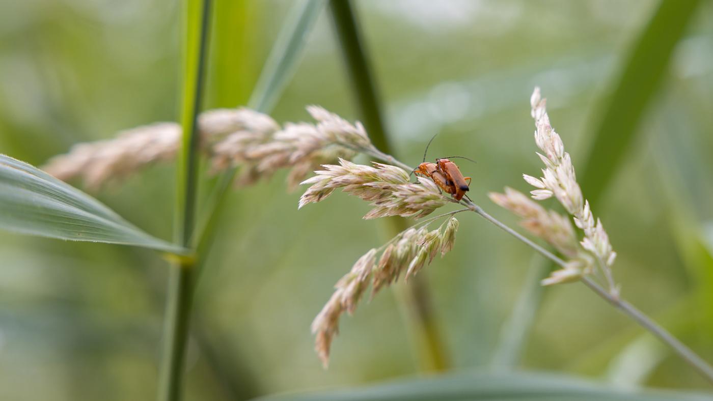 Insekten op USP, foto Dick Boetekees