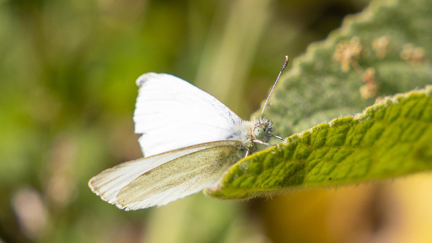 Vlinder in het USP, foto Dick Boetekees