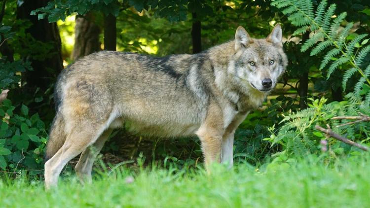 Een wolf. Foto: Pixabay