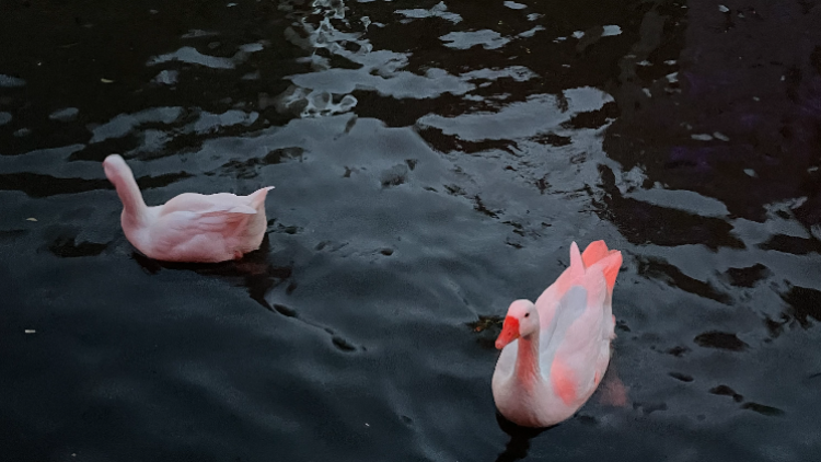 ganzen gracht