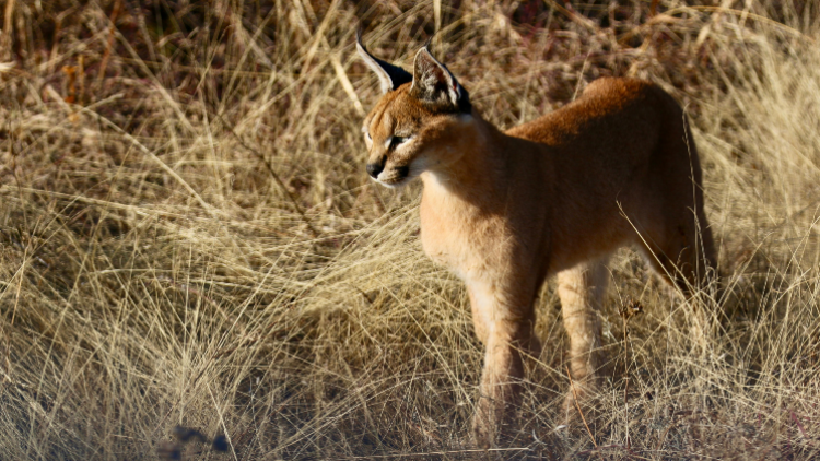 A caracal