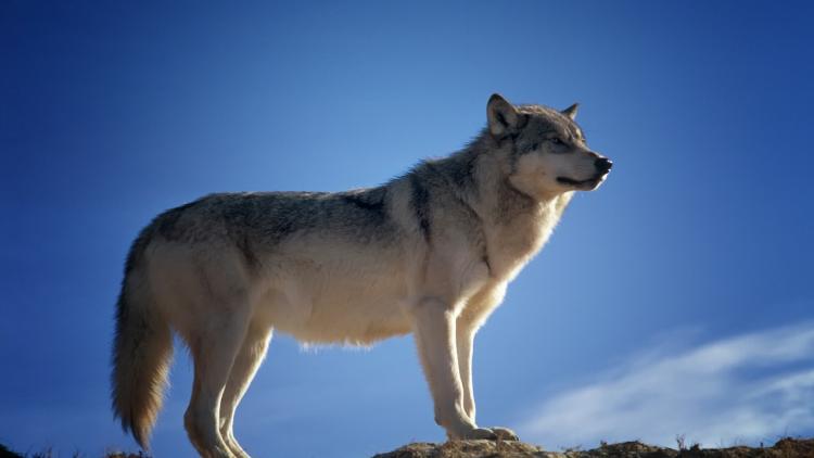 Wolf, foto pixabay