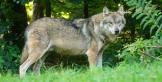 Een wolf. Foto: Pixabay