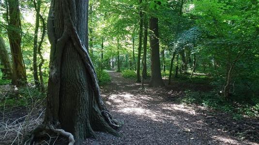 Dikke boom landgoed Amelisweerd-Rhijnauwen Tieneke de Groot