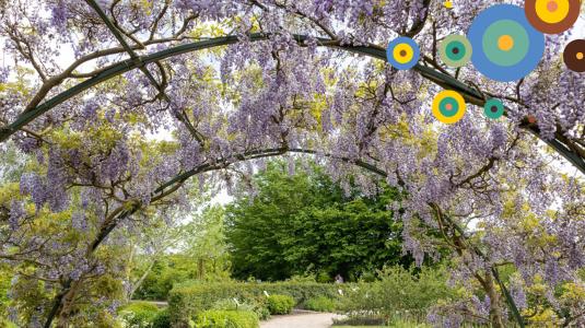 Een pad in de Botanische Tuinen met daarover heen een boog met licht paars bloeiende blauwe regen.