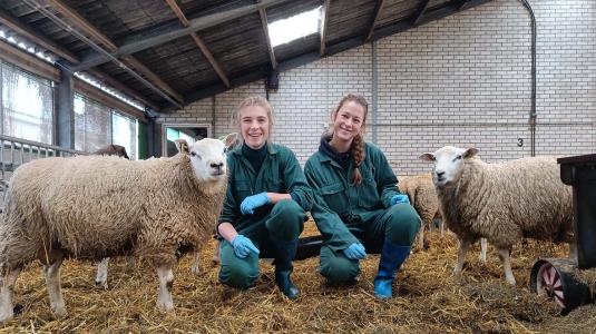 Studenten Sanne en Marjelle met Tolakker schapen