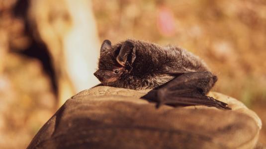 Bat